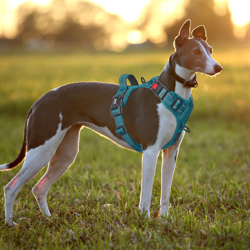 PoyPet Reflective No-Pull Dog Harness Large Blue photo 2