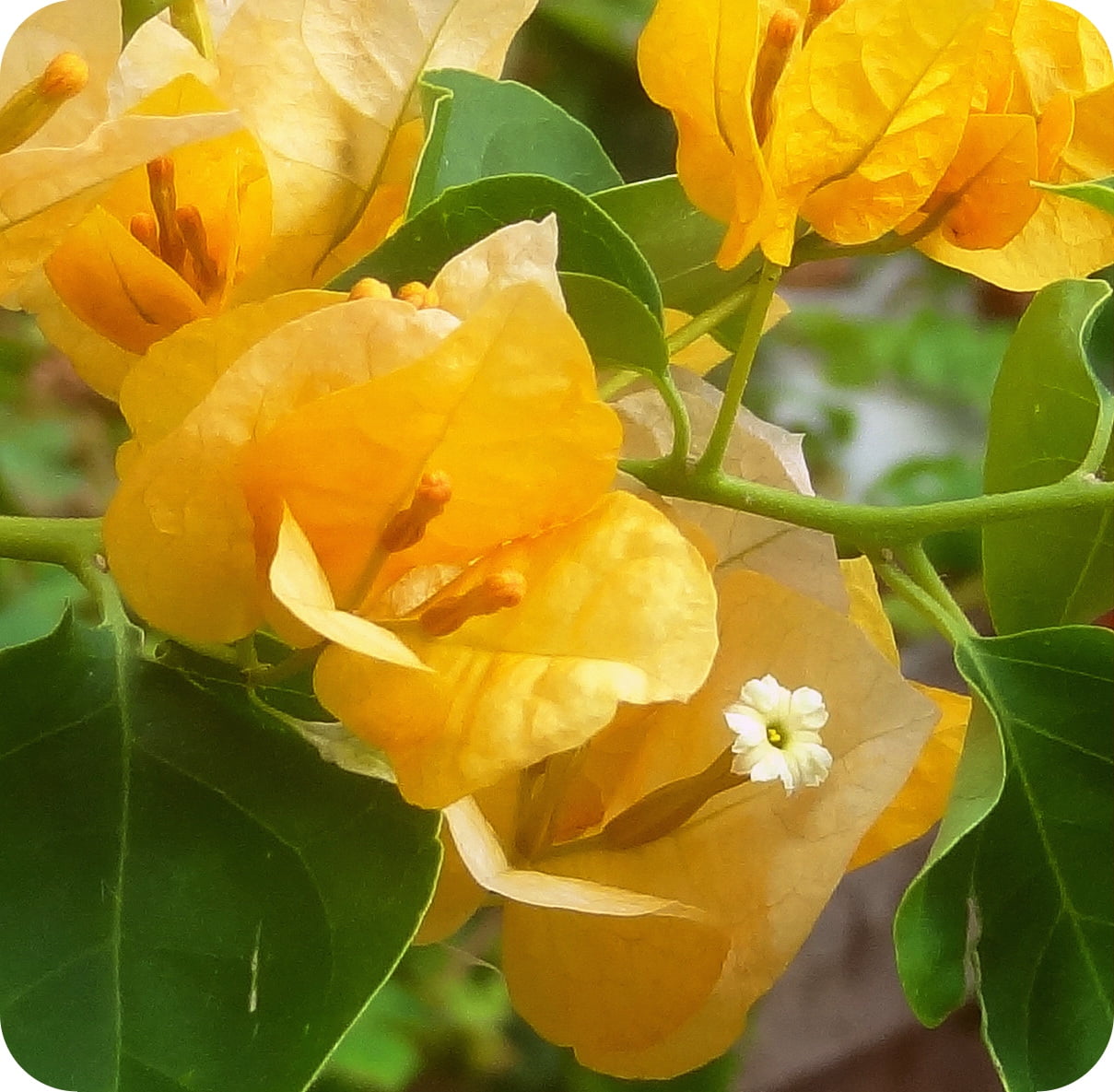 Yellow Bougainvillea - Everblooming - Indoors/Outdoors/Patio - 4” Pot