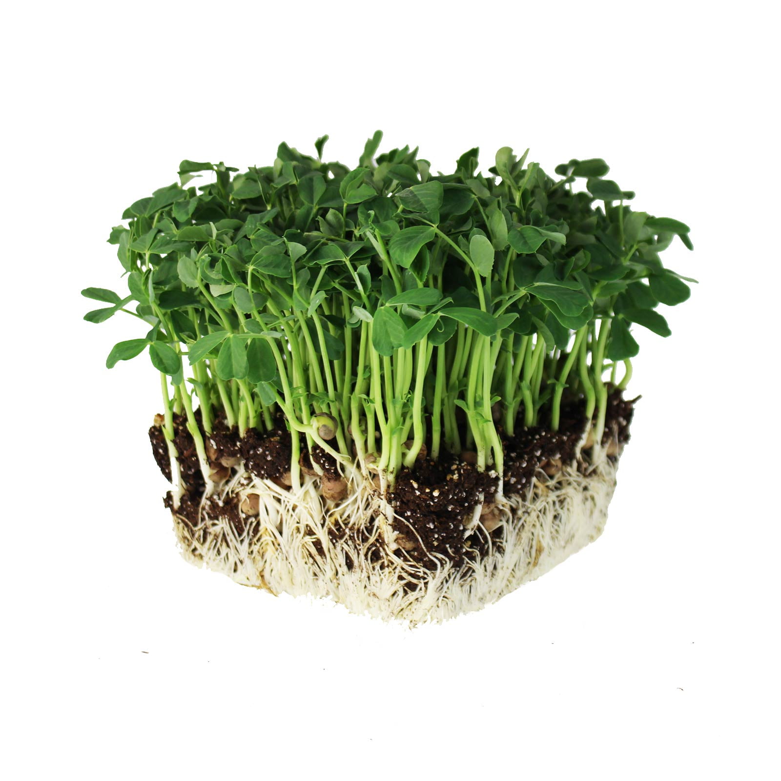 High Germi SEEDELICIOUS Organic Cress Sprouting Seeds Common/Curled 250g Non GMO Healthy Superfood Easy to Sprout