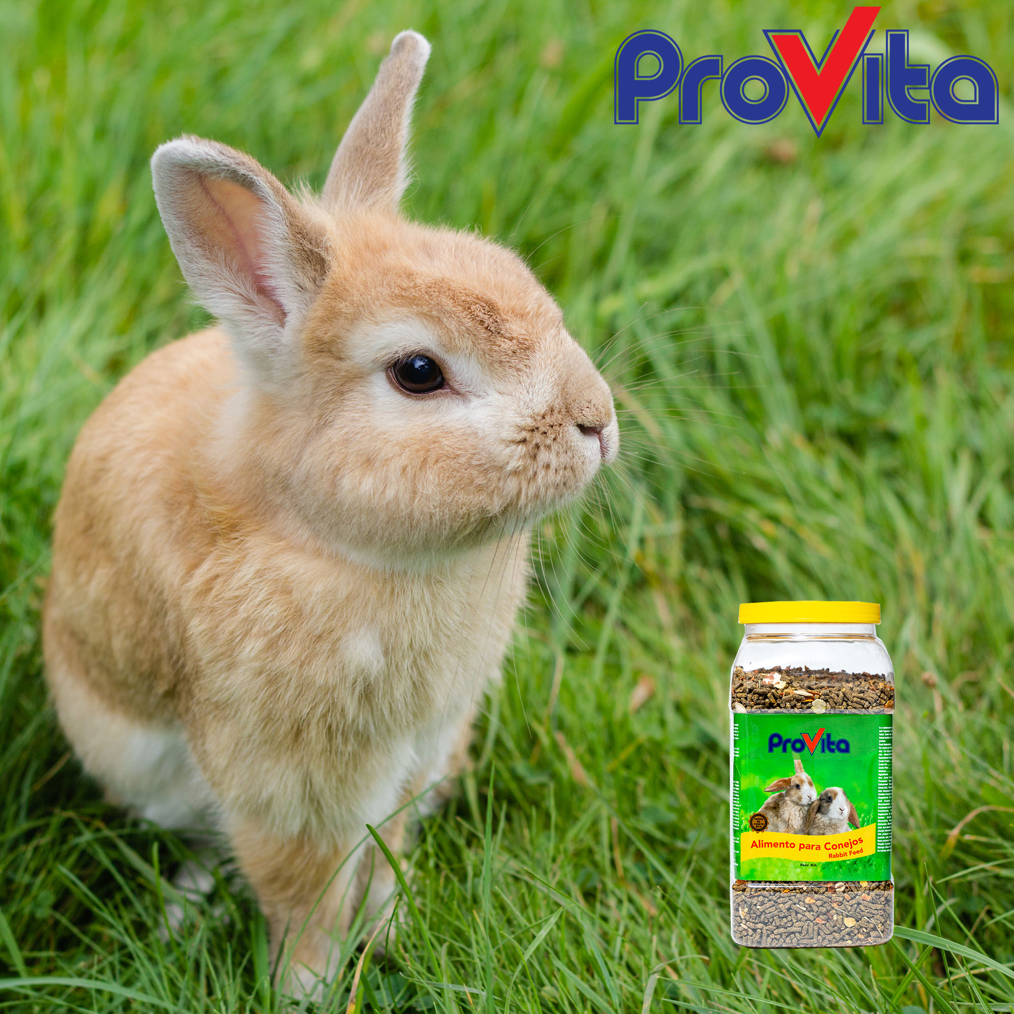 Provita Premium Rabbit Feed, Pellet For Small Animal Blend,  4 lb. Jar