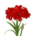 thumbnail image 4 of EuroBlooms Live Amaryllis Red Peacock in Decorative Green Pot, 4 of 6