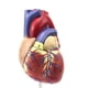 thumbnail image 5 of Human Heart Model 2-Part Deluxe Life Size Human Heart Replica With 34 Anatomical Structures Held Together With Magnets, 5 of 5