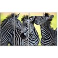 thumbnail image 2 of Zebras Socializing and Kissing - African Canvas Art Print, 2 of 3