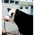 thumbnail image 2 of Weaver Leather Dairy/Beef Rounded Show Halter, Black, Small, 2 of 3