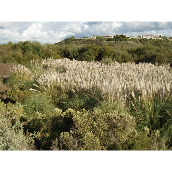 Pampas Grass | 1 Extra Large 3 Gallon Plant | Cortaderia Selloana | Drought Tolerant, Ornamental Grass, Tall Plumes, Outdoor Landscaping, Fast Growing, Low Maintenance, Garden Decor, Privacy Screen