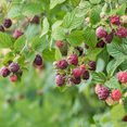 thumbnail image 6 of Set of 2 Glencoe Thornless Raspberry Live Plants, Purple Raspberry Bushes, Cold Hardy Fruit Plants, 4-8 Inch Tall, 6 of 7