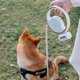 thumbnail image 5 of Correa retráctil para perros, luz LED brillante Cuerda de para perros Recargable para Seguridad Caminar Entrenamiento Suministros para Yinane Correa retráctil, 5 of 8
