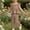 Brown, variant on LJEFF Toddler Gingham 2PC Outfit, Wide Leg Pants Peplum Top Square Neck Ruffle Sleeve Casual Summer Set for Kids Green Size 3