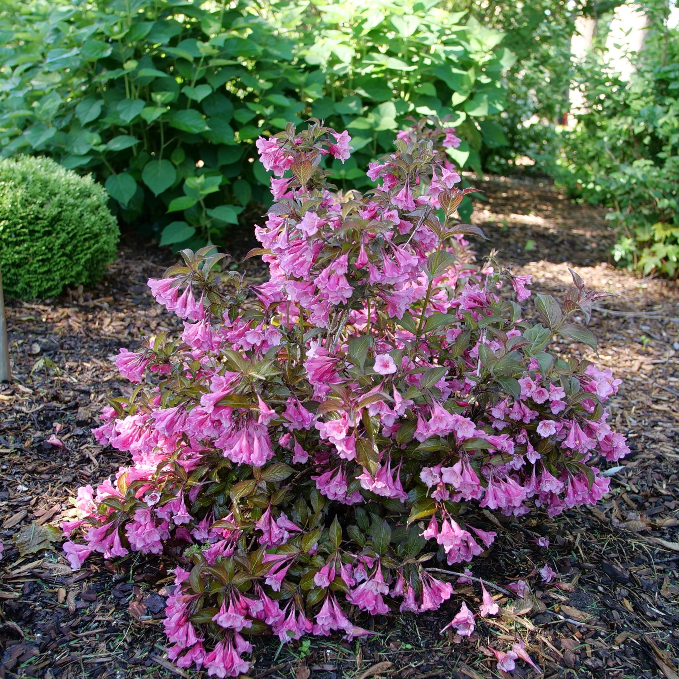 Proven Winners ColorChoice 6" Pink Sonic Bloom Wine Weigela Live Plant in 7.5" Pot