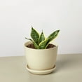 thumbnail image 6 of Snake Plant Laurentii Dwarf, 6 of 7