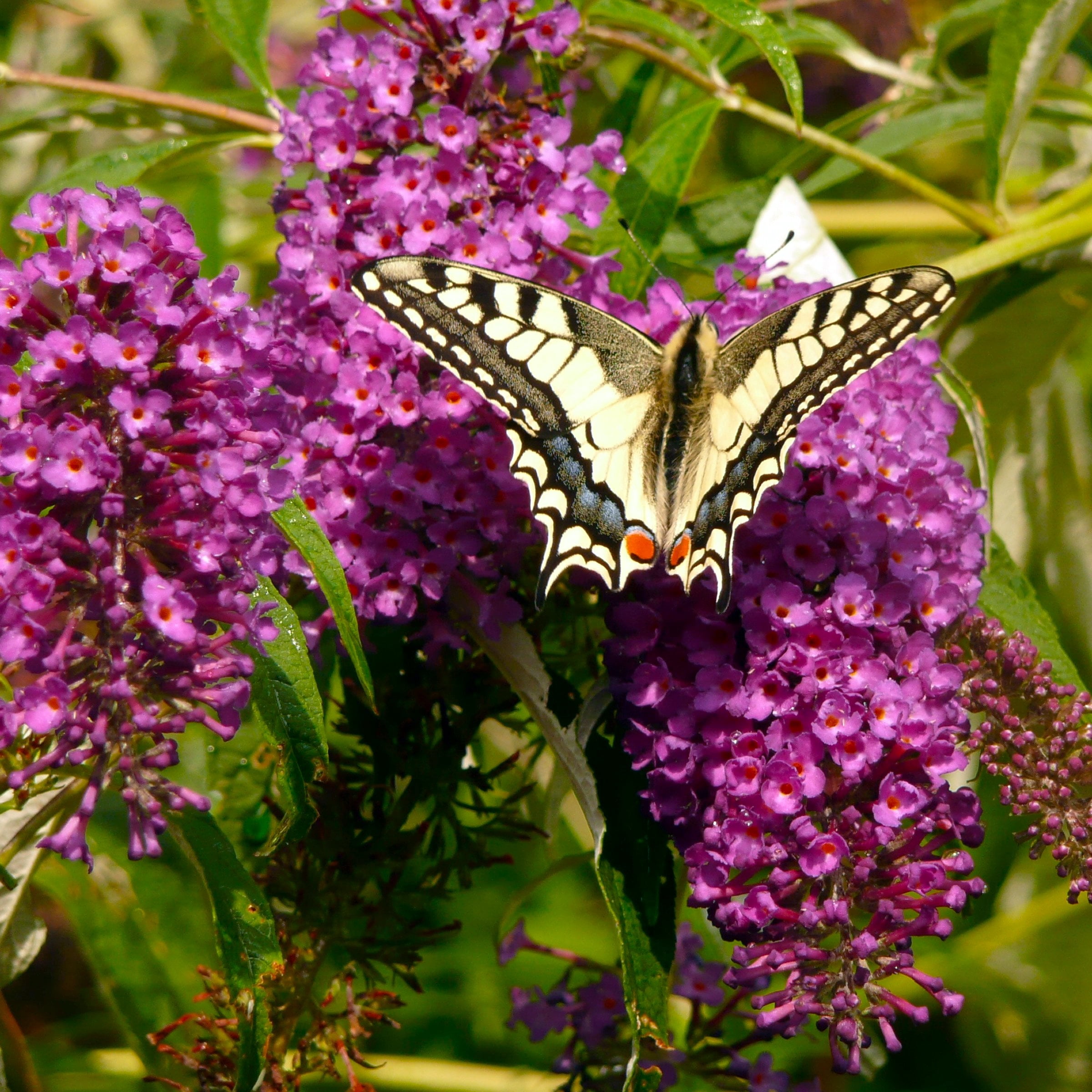 National Plant Network 3.25 in. Buddleia Magenta Buzz (4-Pack)
