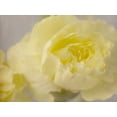 thumbnail image 2 of Stalus, Judy 14x12 Black Ornate Wood Framed with Double Matting Museum Art Print Titled - Rose Whisper III, 2 of 4