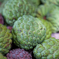 thumbnail image 5 of Sugar Apple Tree Live Plant, Sugar Apple Tree, Sweet Fruit, 5-9 inches Tall for Outdoor Planting, 5 of 6