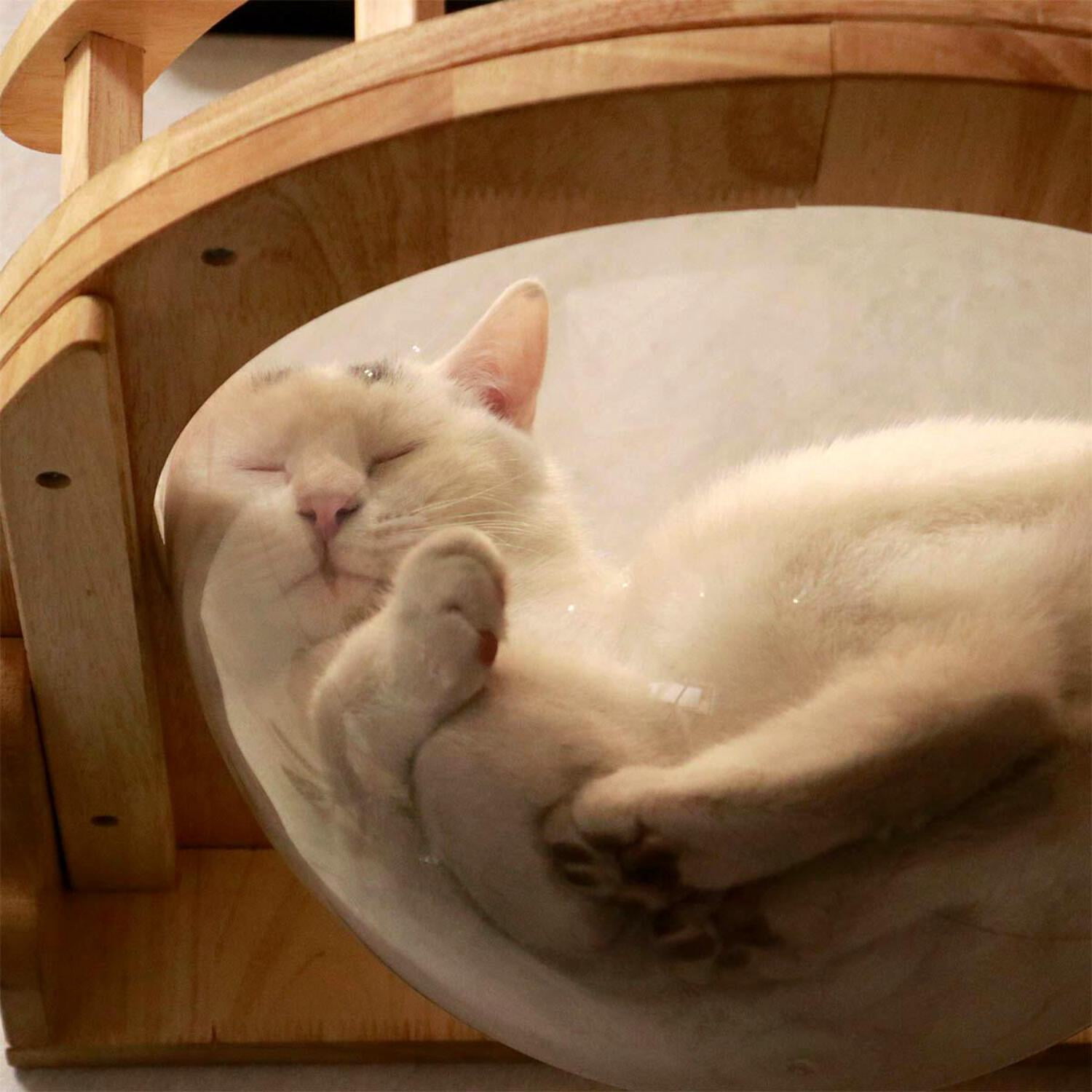 PETOMG Cat Perch, Cat Space Capsule, Cat Bed Furniture, Cat Wall Mounted | Rubber Wood