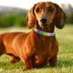 thumbnail image 4 of Collar de perro para niña para perros medianos, lindo nailon brillante, collar de perro rosa para perros pequeños grandes, collar de perro hembra con hebilla de liberación rápida, collar suave para, 4 of 8