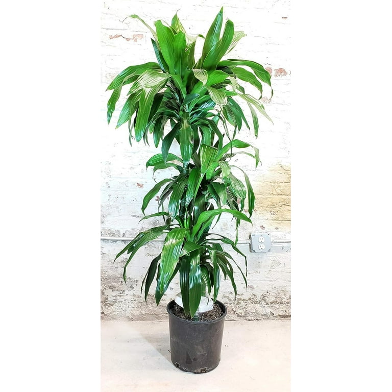 Dracaena Lisa Elegance Cane - Live Plant in a 10 inch Pot - Dracaena  Deremensis - Beautiful Easy Care Air Purifying Indoor Houseplant -  Walmart.com