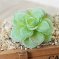 thumbnail image 4 of Succulent Plants , 1Pc Artificial Succulent Plant Bonsai Stage Garden Home Party Desktop Decoration Real Live Potted Succulents / Unique Indoor Cactus Decor by Plants for Pets, 4 of 8
