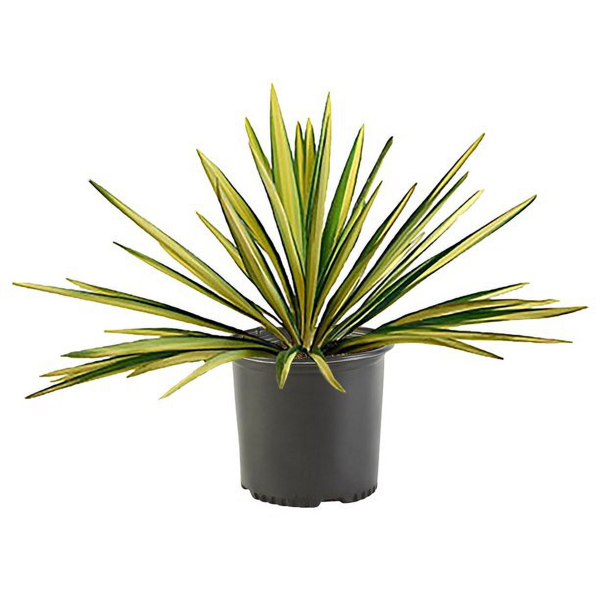 Expert Gardener 3.25G Yucca Color Guard Live Plants Full Sun