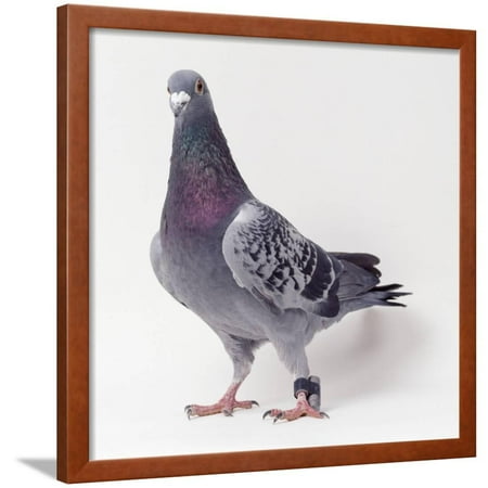 Homing Pigeon In Studio Framed Print Wall Art Homing Pigeon In Studio Framed Print Wall Art
