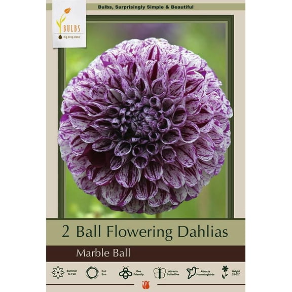 Marble Ball Pom Pom Dahlia - 2 Root Clumps - Pristine White/Purple