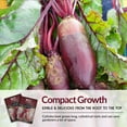 thumbnail image 7 of 5 Packs Cylindra Red Beet Seeds - Non-GMO Heirloom Full Sun Biennial Vegetable, 7 of 7