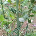thumbnail image 2 of WEUVEB 50pcs Tomato Cage Connector Green Plastic Trellis Buckle Adjustable for Climbing Vegetables, 2 of 6