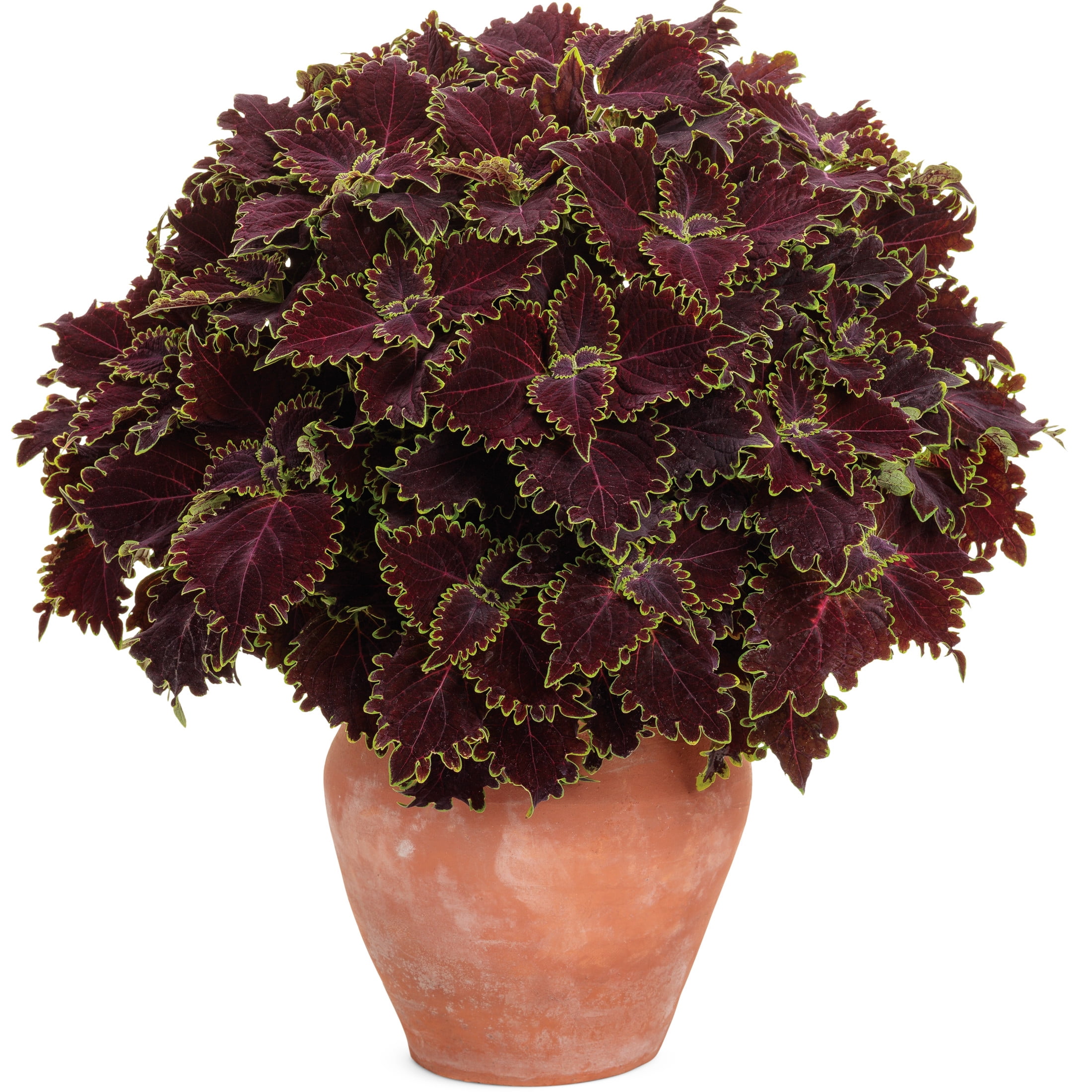 Proven Winners 4" Multicolor ColorBlaze Wicked Witch Coleus Live Plant in 4.25" Pot (4 Count)