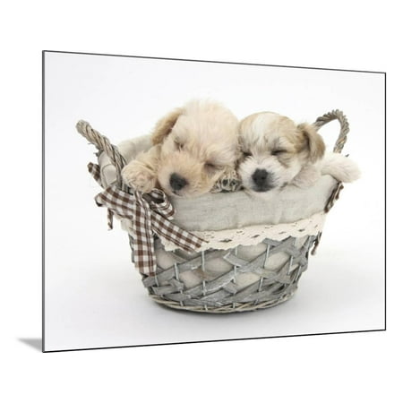 - Bichon Frise Cross Yorkshire Terrier Pups, 6 Weeks, Asleep in a Basket Wood Mounted Print Wall Art By Mark Taylor