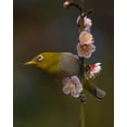 thumbnail image 2 of miwa_sun_ 20x24 White Modern Wood Framed Museum Art Print Titled - Plum Blossoms And White-Eye, 2 of 4