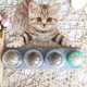 thumbnail image 4 of Catnip Ball Toy, Edible Catnip Ball Toy, Safe And Healthy Catnip, Catnip Ball, 4 of 5