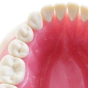 Typodont Teeth Model-Dental Assistant Accessories,Standard Study Teaching Dental Mode with All Removable Teeth,Dental Hygiene Student Must Haves