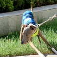 thumbnail image 5 of HQREA Summer Sleeveless Dog T-Shirt, Breathable Dog Tank Tops for Italian Greyhound & Whippet, 5 of 6