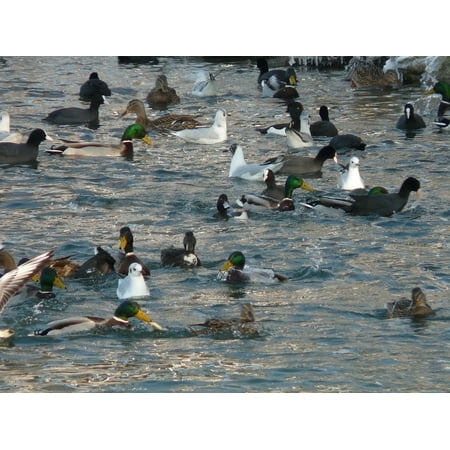 LAMINATED POSTER Gulls Feeding Water Coots Ducks Scrum Poster Print 24 x 36
