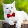 thumbnail image 5 of Collar formal para perro con lazo ajustable para mascotas, 5 of 5