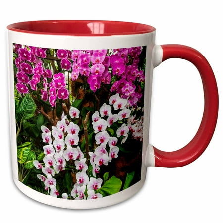 3drose, Orchids at the National Orchid Garden, Singapore., 11oz Two-tone Red Mug