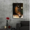 thumbnail image 6 of Epic Art 'Quakertown Horse' by Julie Bel, Acrylic Glass Wall Art, 24"x36", 6 of 8