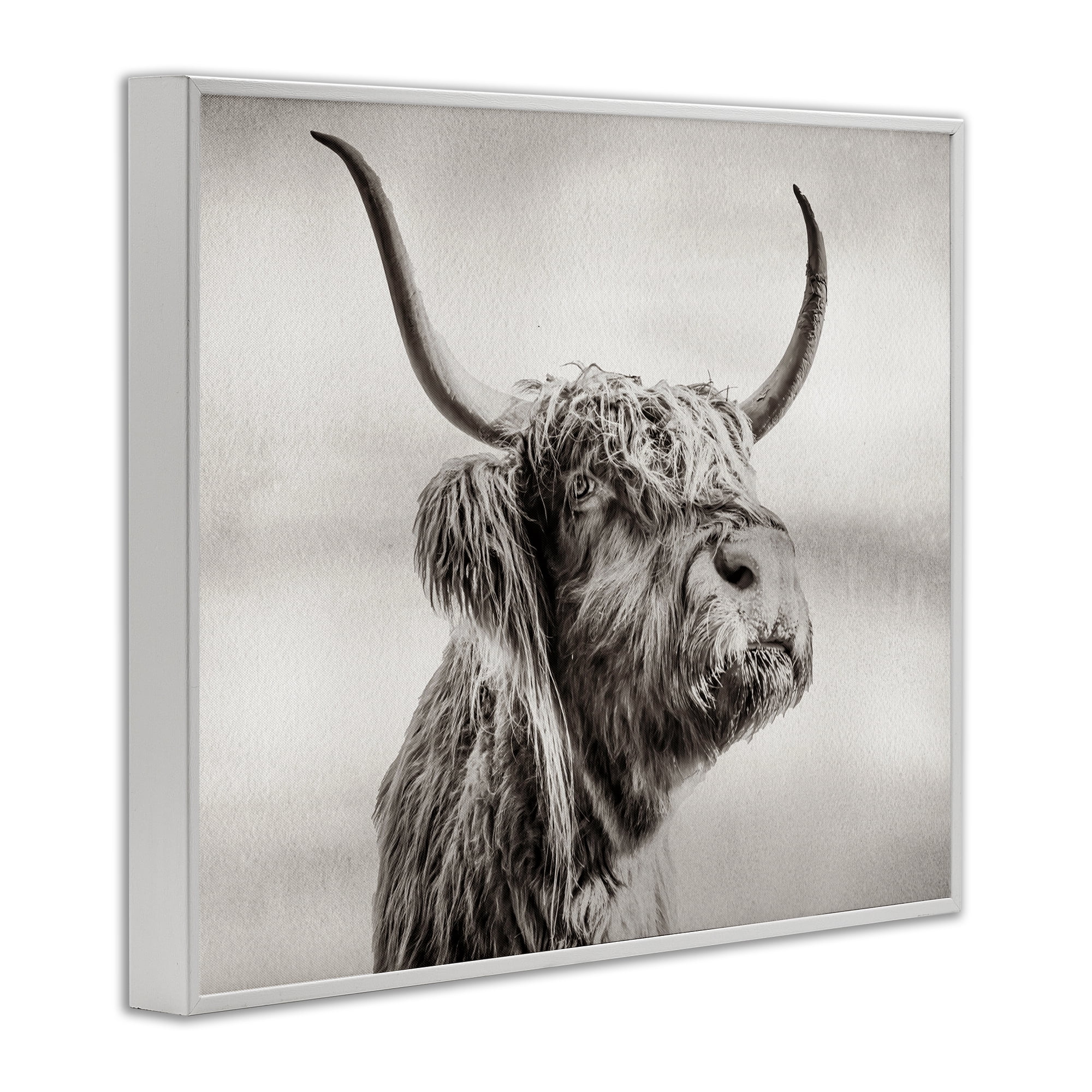 Stupell Industries Horned Highland Cow Gazing White Framed Giclee Art, design by Julia Frost
