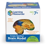 Learning Resources Cross-Section Brain Model - Anatomy Classroom Must Haves, Ages 7+