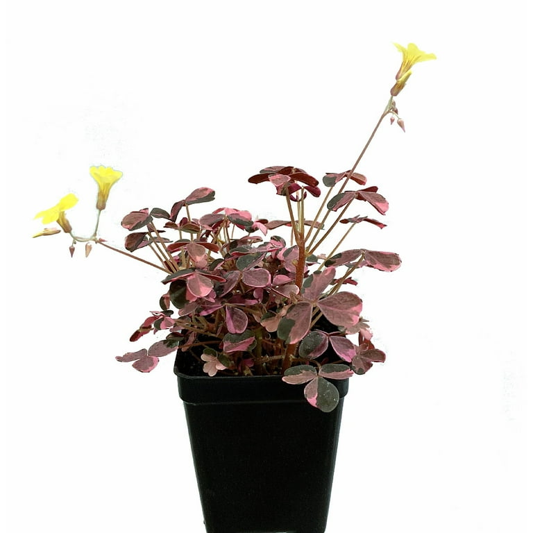 Plum Crazy Shamrock - Oxalis - 2.5 Plum Crazy Shamrock - Oxalis - 2.5