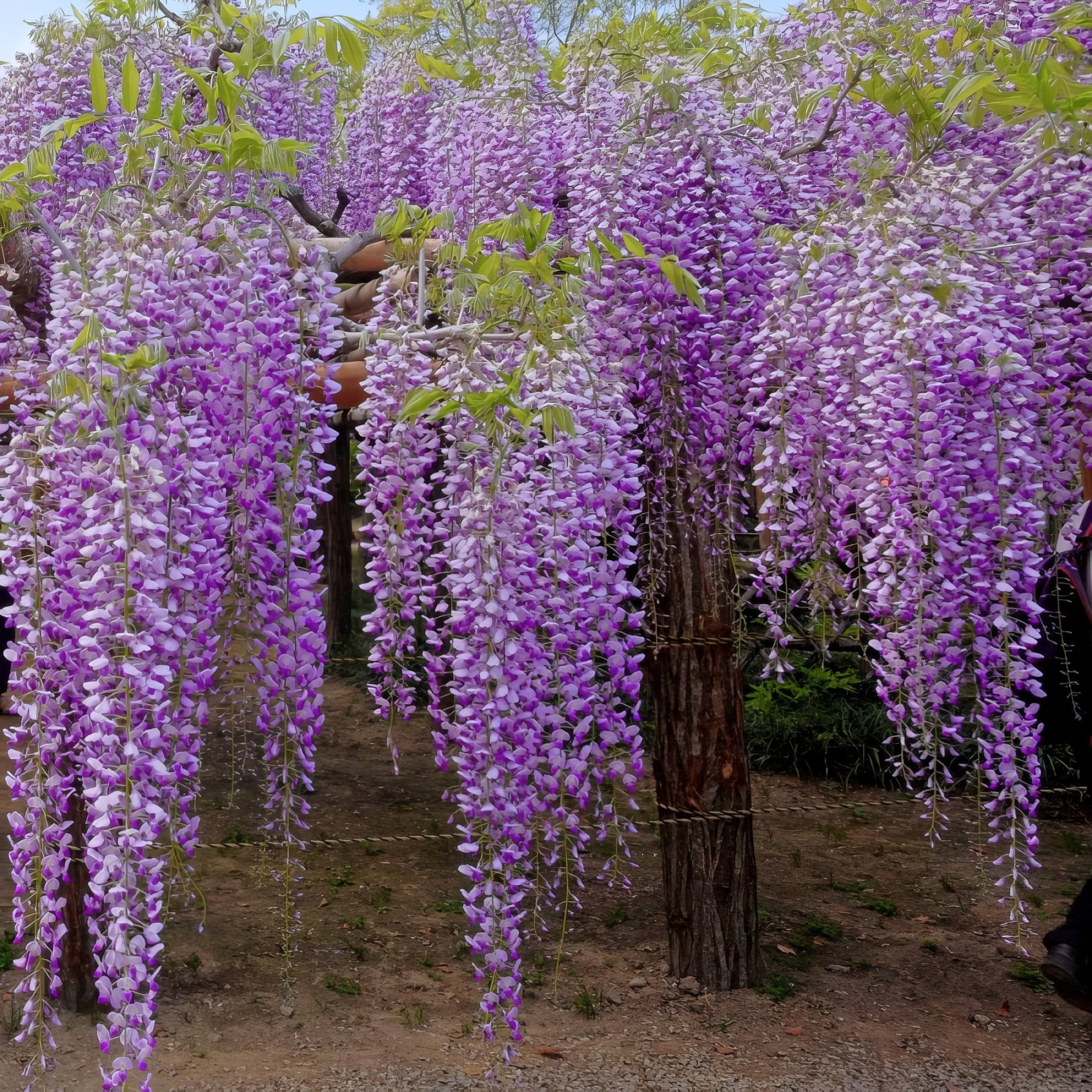 National Plant Network 3 gal. Wisteria Amethyst Falls Perennial Plant