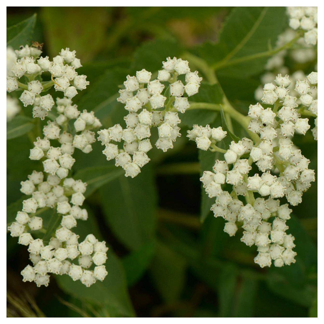 Everwilde Farms - 1 lb Wild Quinine Native Wildflower Seeds - Gold Vault Bulk Seed Packet