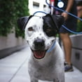thumbnail image 3 of Dog Training Leash with Control P Ring for Obedience and Reflective Pet, 3 of 5