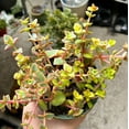 thumbnail image 2 of Calico Kitten Crassula Plant Live for Planting - Pellucida Variegata Plant - Variegated Calico Kitten Crassula Plant - 4 Inch Pot, 2 of 6