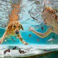 thumbnail image 3 of Newway Easter 20 Pack Realistic Shark Toys Ocean Animals Toys With Mesh Bag Assorted Sea Animal Toys Including Shark, Whale, Dolphin Bath Toys Compati, 3 of 5