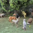 thumbnail image 2 of Set de minifiguritas Safari Ltd. North American Wildlife TOOB, 2 of 6