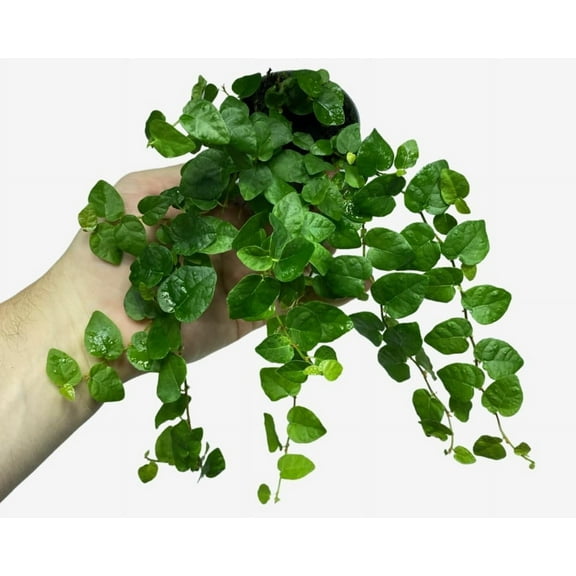 Green Pumila Ficus Tree - Live Starter Plant in a 2 Inch Pot - Ficus Pumila - Stunning Easy Care Interior Houseplant