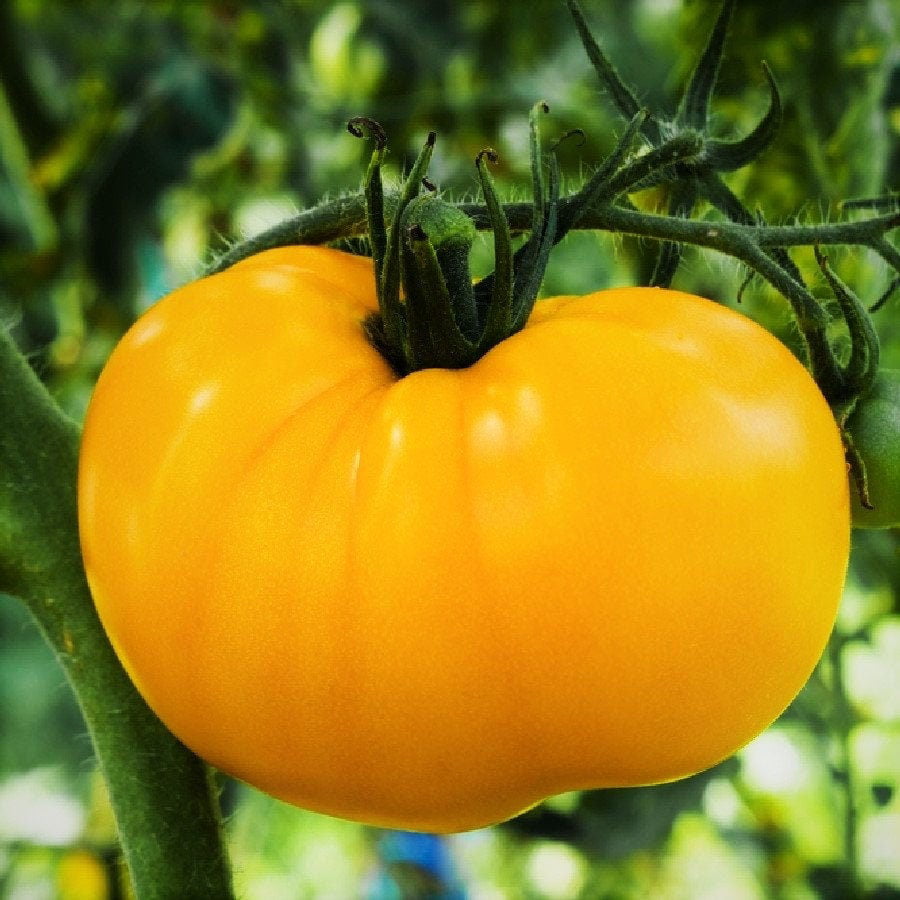 Tomato "Orange plum" Non GMO Russian seeds. 