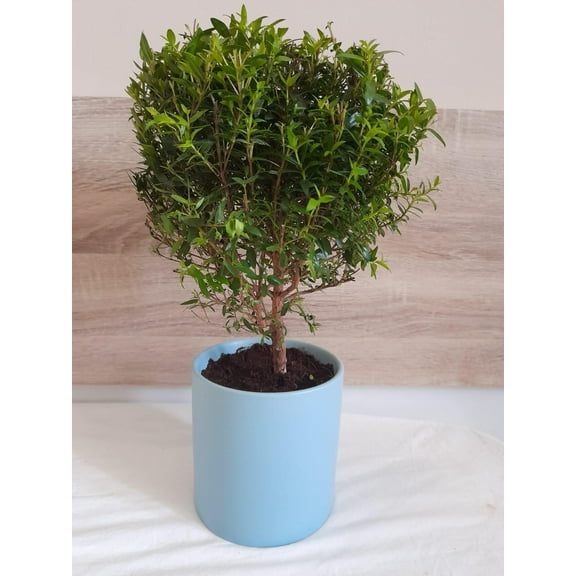 RedCrocus Myrtle Mini Standard Compact Evergreen Plant  4" Pot