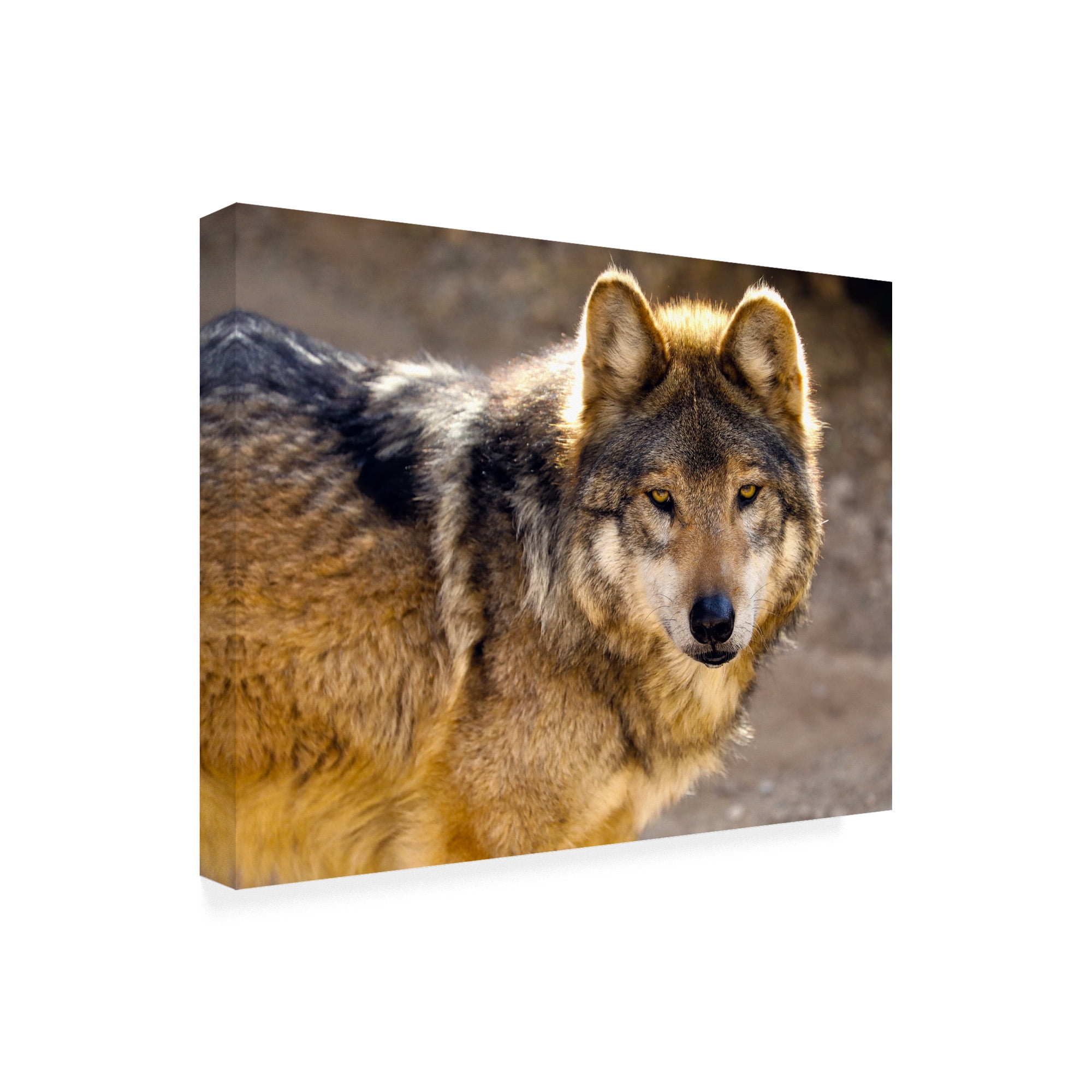 Trademark Fine Art 'Lobo Wolf' Canvas Art by Mitch Catanzaro