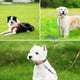 thumbnail image 3 of Correa para perros impresa, mascotas grandes, medianas y pequeñas salen y pasean con la linda correa para perros., 3 of 5